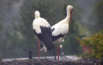 Obraz podglądu z kamery internetowej Storks Albrechtice